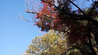 IMG_20151127_134357.jpg