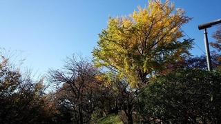 IMG_20151127_134644.jpg